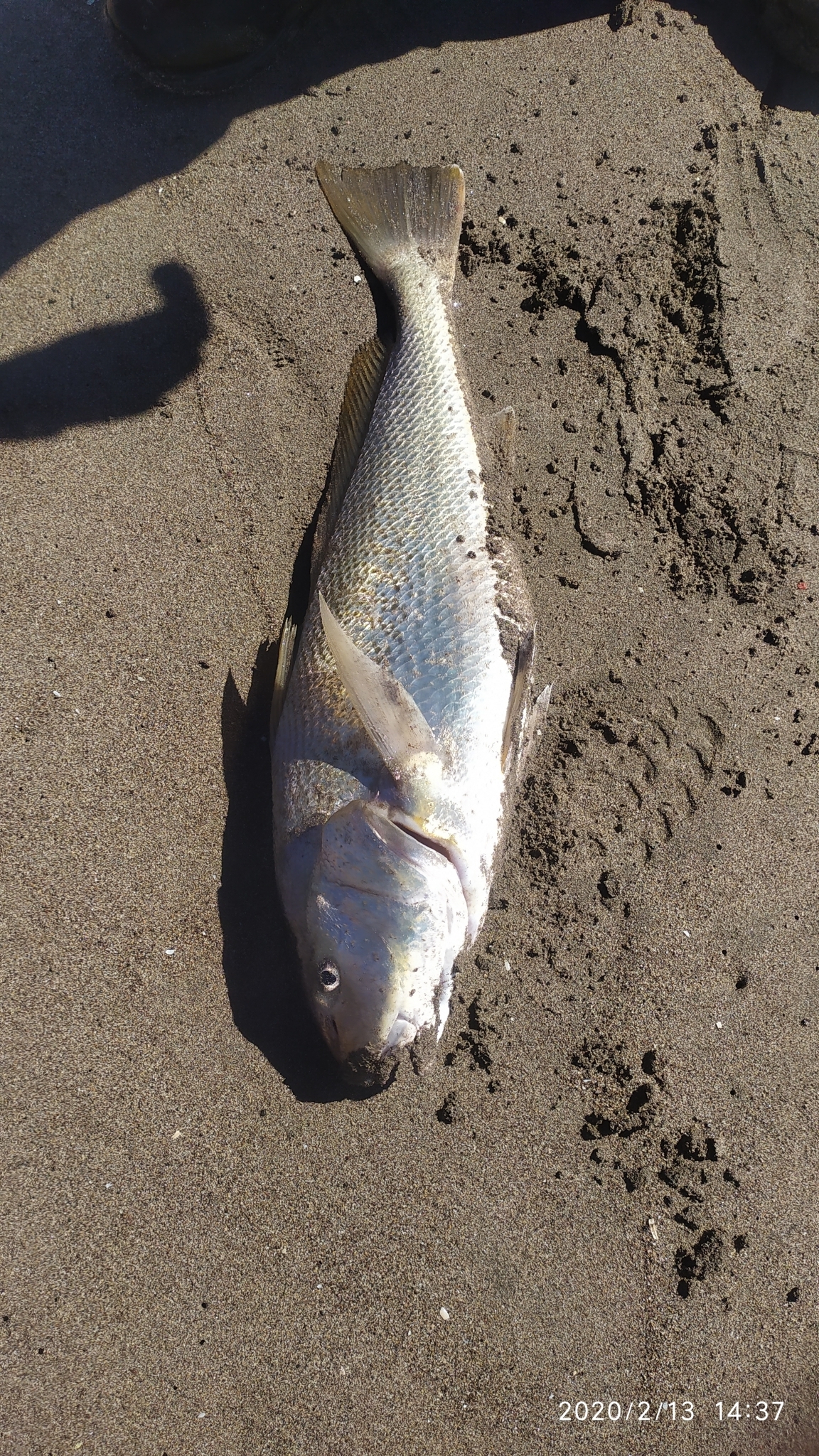Slender Kingfish photo 5