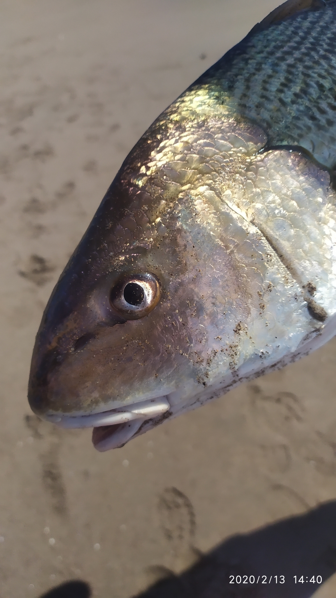 Slender Kingfish photo 6