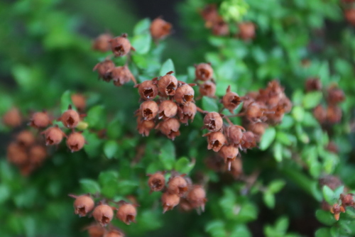 Flatleaf Heath (Erica marifolia)