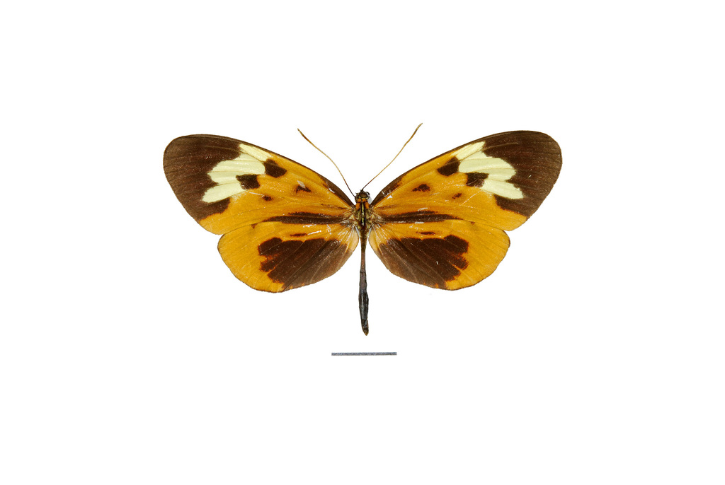 Hypothyris mamercus