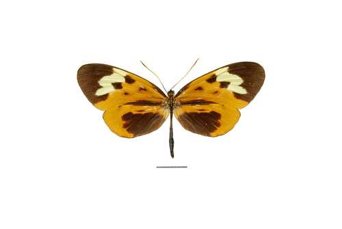 Hypothyris mamercus
