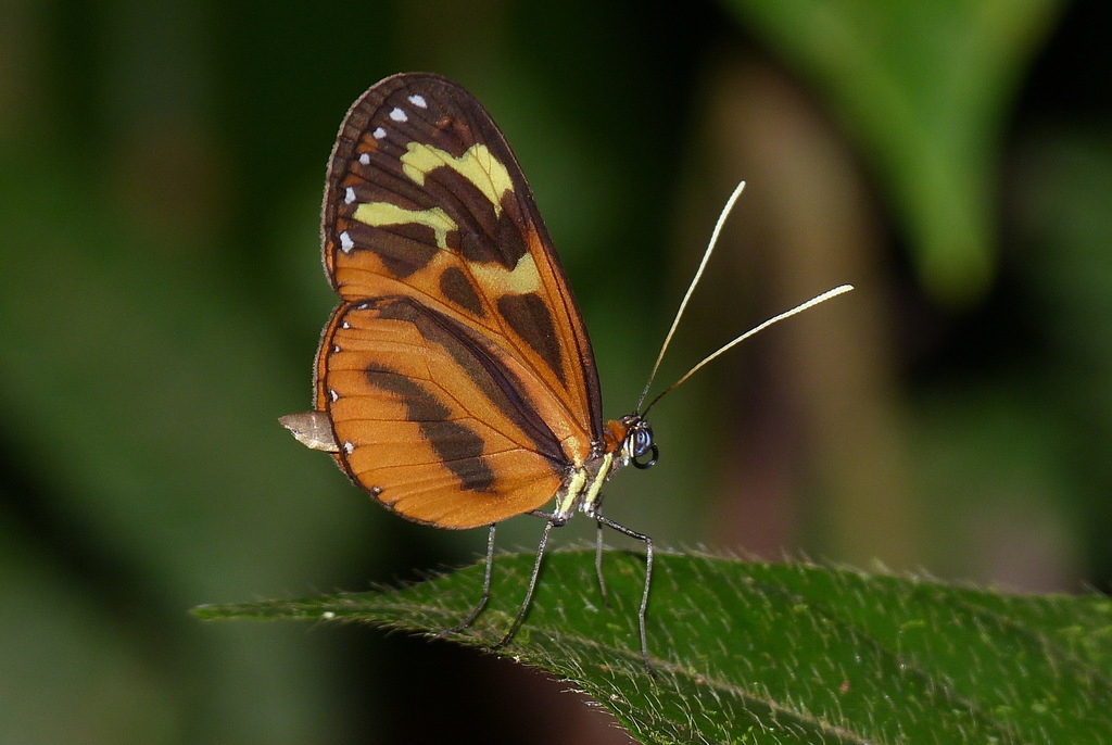 Hypothyris fluonia