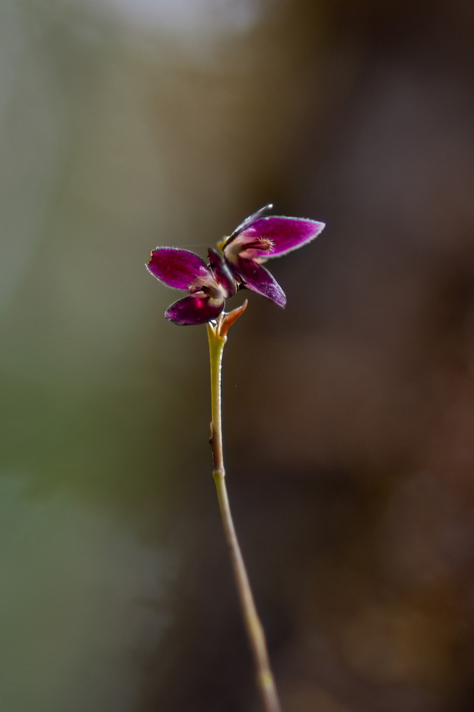 Bulbophyllum pleurothallopsis