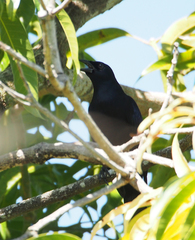 Ptiloxena atroviolacea