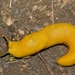 Ariolimax brachyphallus - Photo (c) Tom Horton, some rights reserved (CC BY-NC), uploaded by Tom Horton