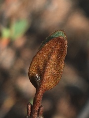 Bactericera shepherdiae