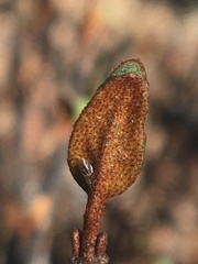 Bactericera shepherdiae