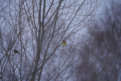 Yellowhammer