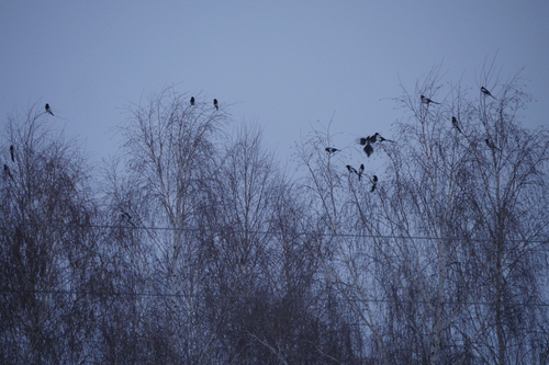 Eurasian Magpie