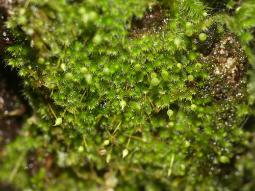 Silver Hair Moss (Fabronia pusilla)