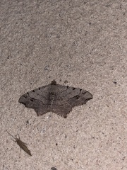 Macaria aequiferaria