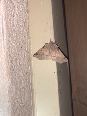 Caripeta triangulata