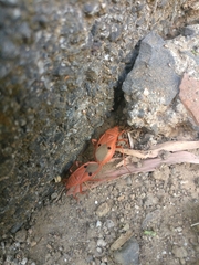 Probergrothius nigricornis