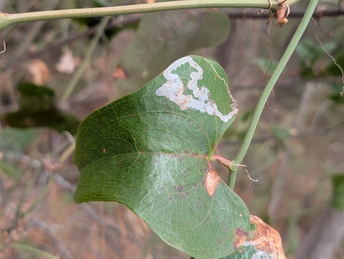 Unknown species found near Virginia Beach, VA 23455, USA
