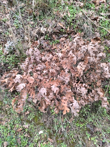 Hungarian Oak (Quercus frainetto)