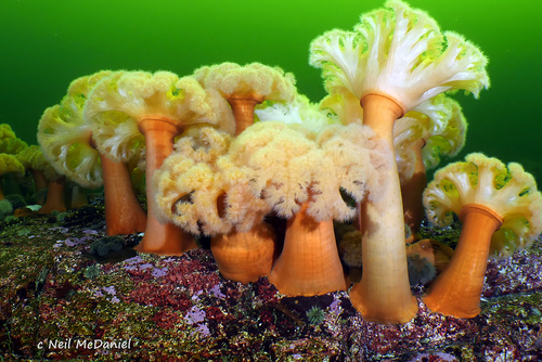 Plumose Anemone