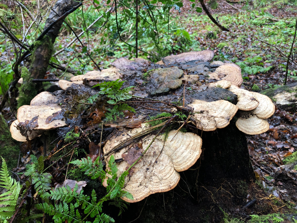 Fomitopsis quercina · February 2026 · photo: © ewandavidson (iNaturalist, cc0)