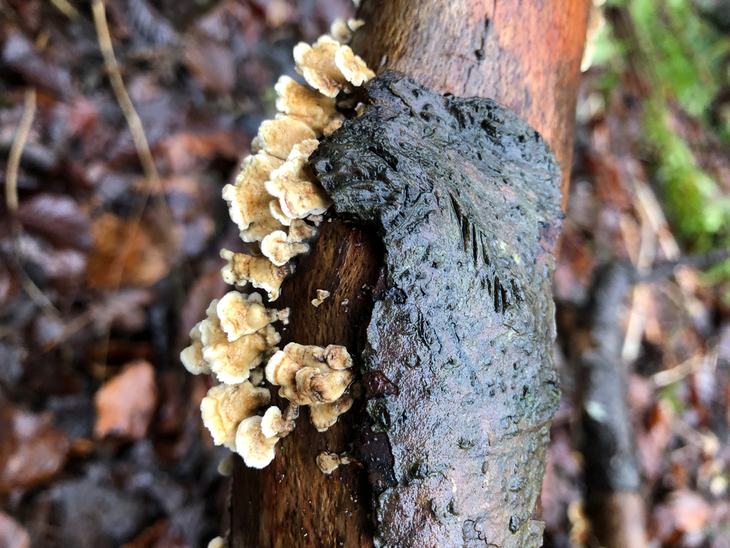Plicatura crispa · February 2026 · photo: © ewandavidson (iNaturalist, cc0)