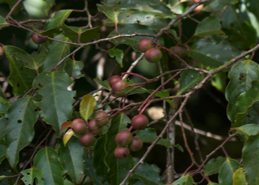 Prunus annularis