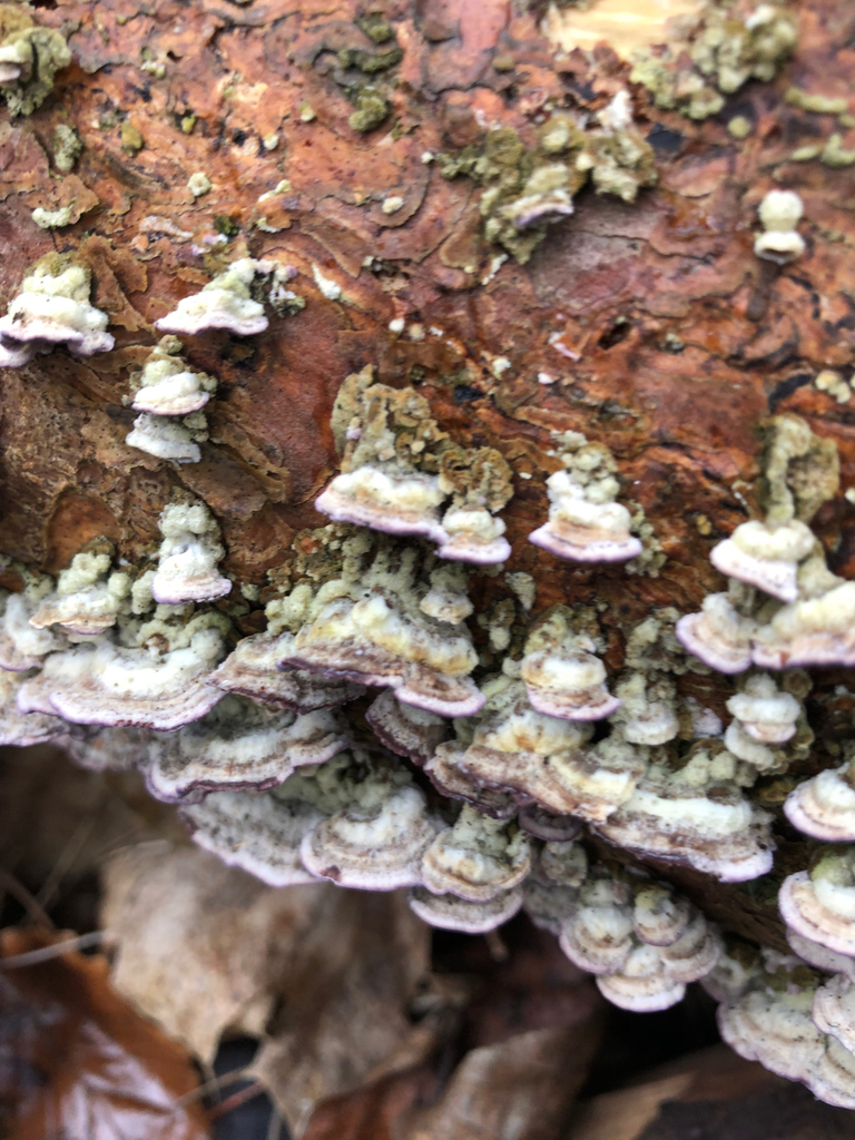 Trichaptum abietinum · February 2026 · photo: © ewandavidson (iNaturalist, cc0)
