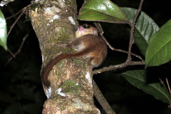 Microcebus lehilahytsara