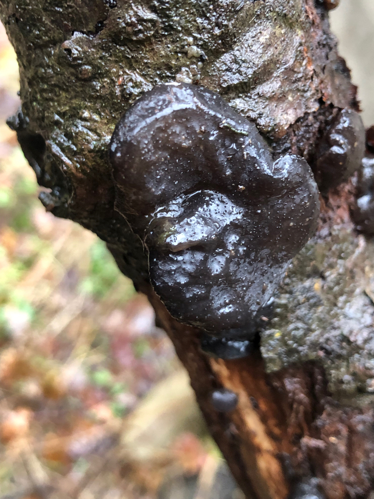 Exidia glandulosa · February 2026 · photo: © ewandavidson (iNaturalist, cc0)