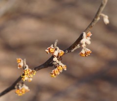 Hamamelis mollis