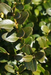 Buxus microphylla