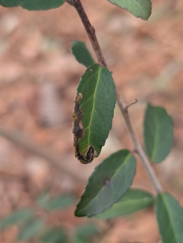 Unknown species found near Shore & Marlin Bay, Virginia Beach, VA 23455, USA