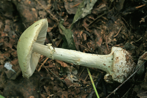 False Death-cap
