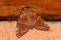 Maassenia heydeni