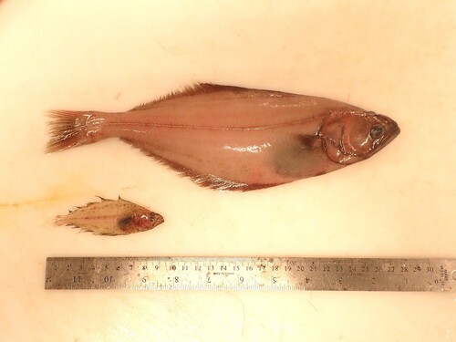 Black halibut (Reinhardtius hippoglossoides) — Pleuronectidae
