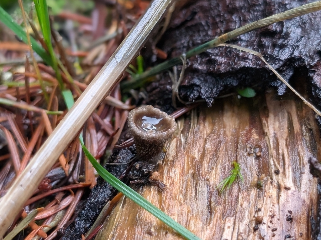 Nidula candida · December 2025 · photo: © criminy (iNaturalist, cc-by)