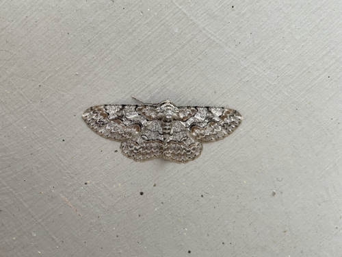 Brown-shaded Gray photo 6