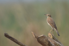 Anthus rufulus