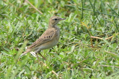 Anthus rufulus