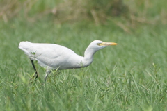 Bubulcus ibis