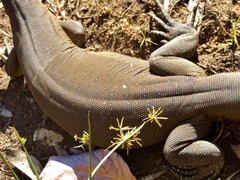 Varanus mertensi