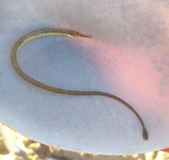 Southern Pipefish photo 1