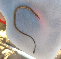 Southern Pipefish photo 2