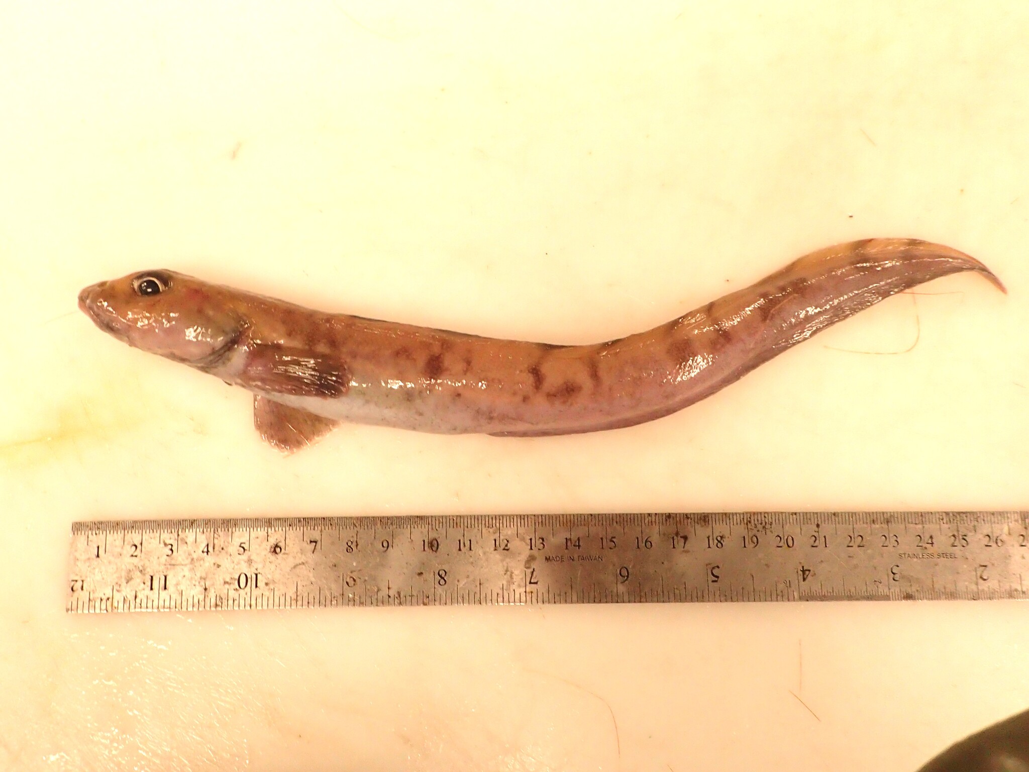 Vahl's Eelpout photo 6