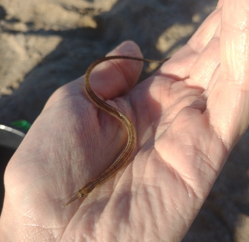 Pipefish (Syngnathus folletti) — Syngnathidae — 2