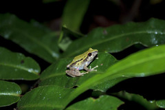 Pristimantis erythropleura