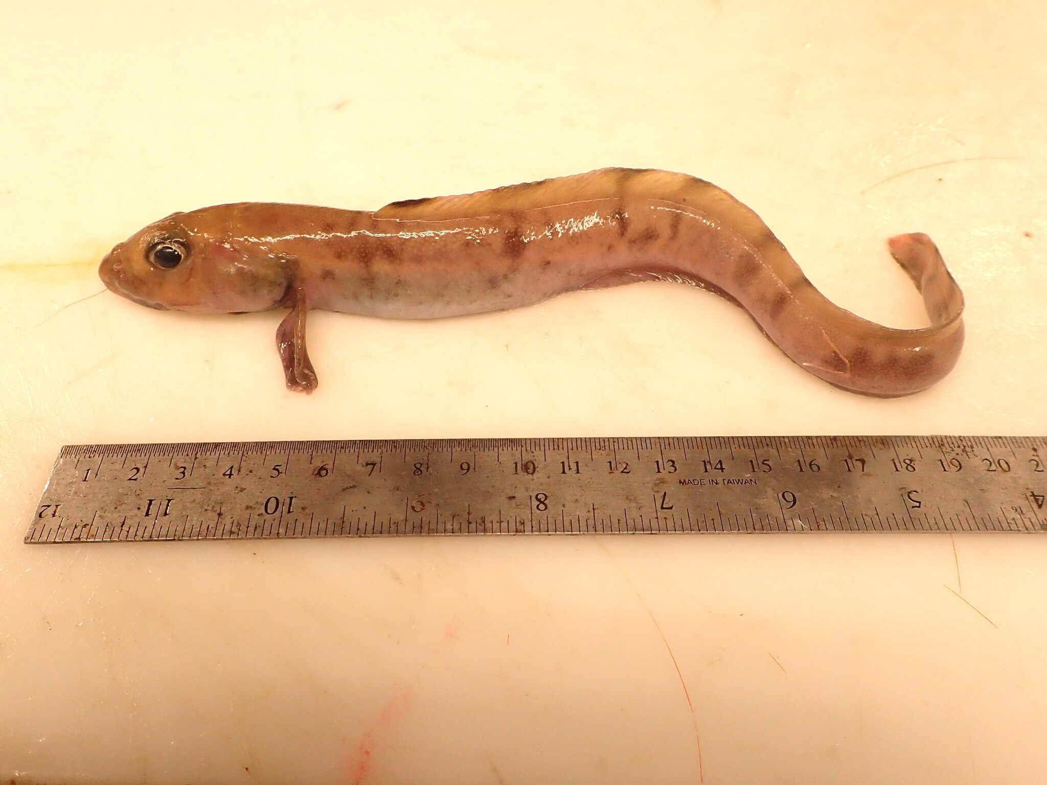 Vahl's Eelpout photo 7