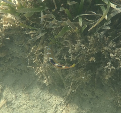 Halichoeres radiatus