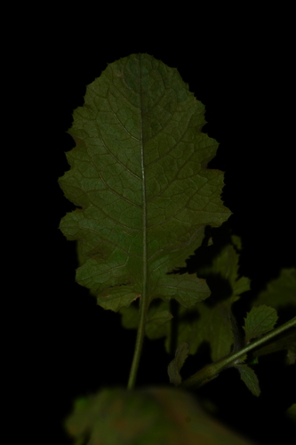 Blumea lacera, photograph 4