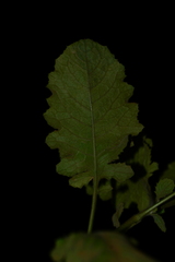 Blumea lacera, photograph author not stated, no rights reserved