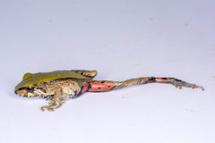 Pristimantis erythropleura