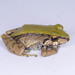 Colombian Robber Frog - Photo (c) Daniel Bocanumenth E., some rights reserved (CC BY-NC-SA), uploaded by Daniel Bocanumenth E.
