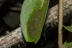 Nymphargus grandisonae